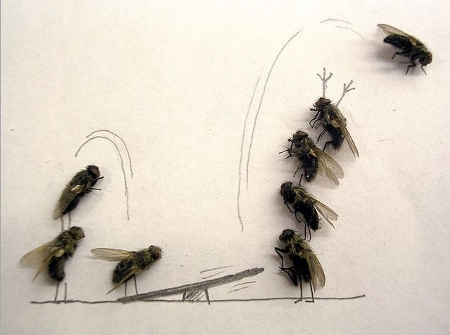 Arte com moscas mortas